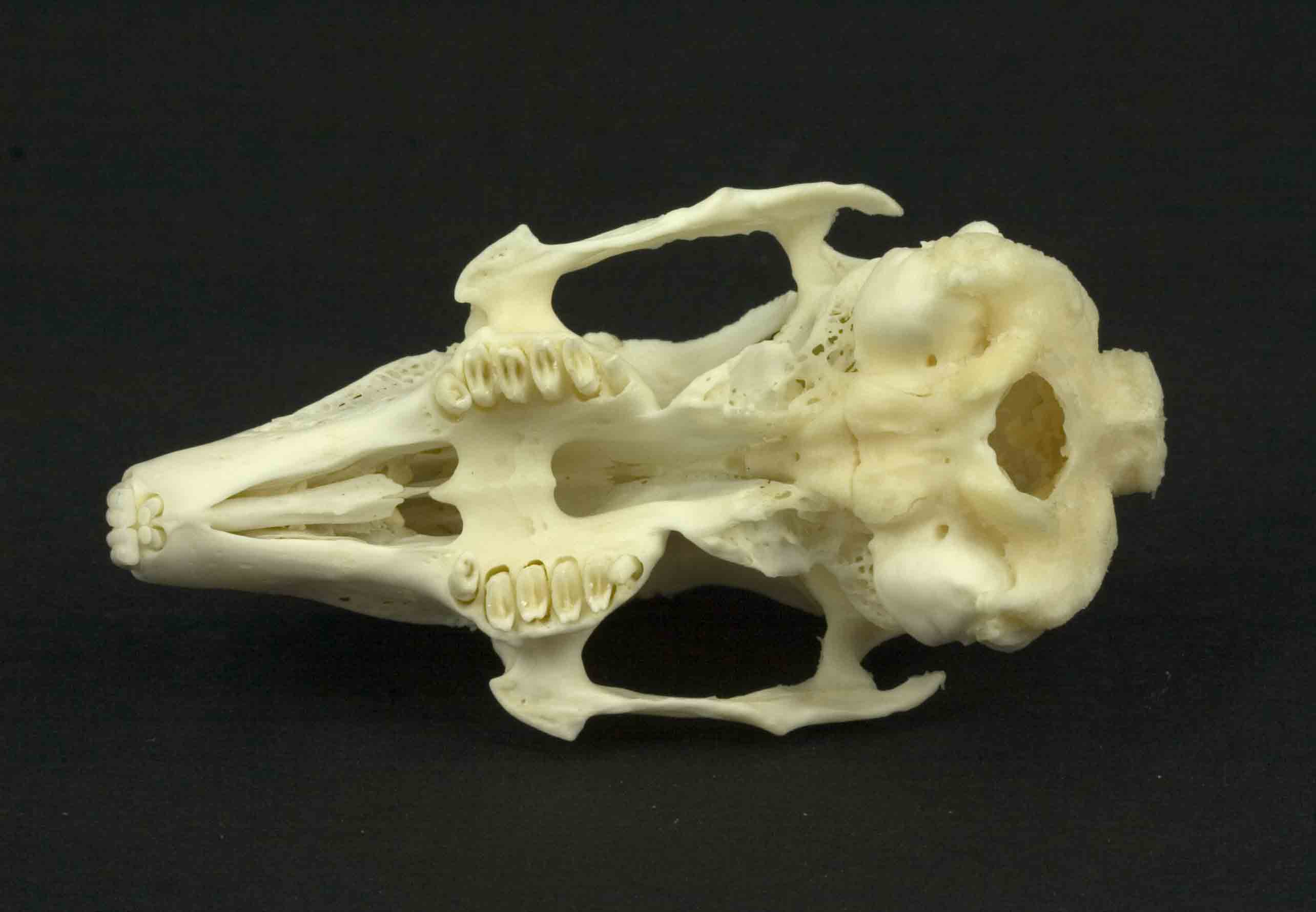 Cranio: Coniglio